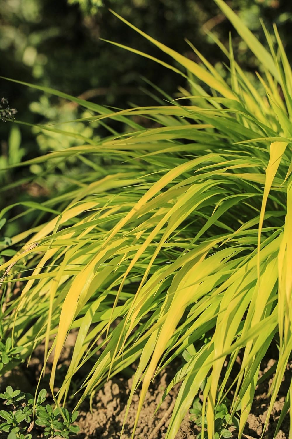 Hakonechloa macra 'All Gold' / Japanisches Gold Berggras - Stauden Gaenge