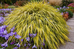 Japanisches Gold-Berggras Hakonechloa macra 'Aureola' als Ziergras mit goldgelben Blättern, von Stauden Gänge.