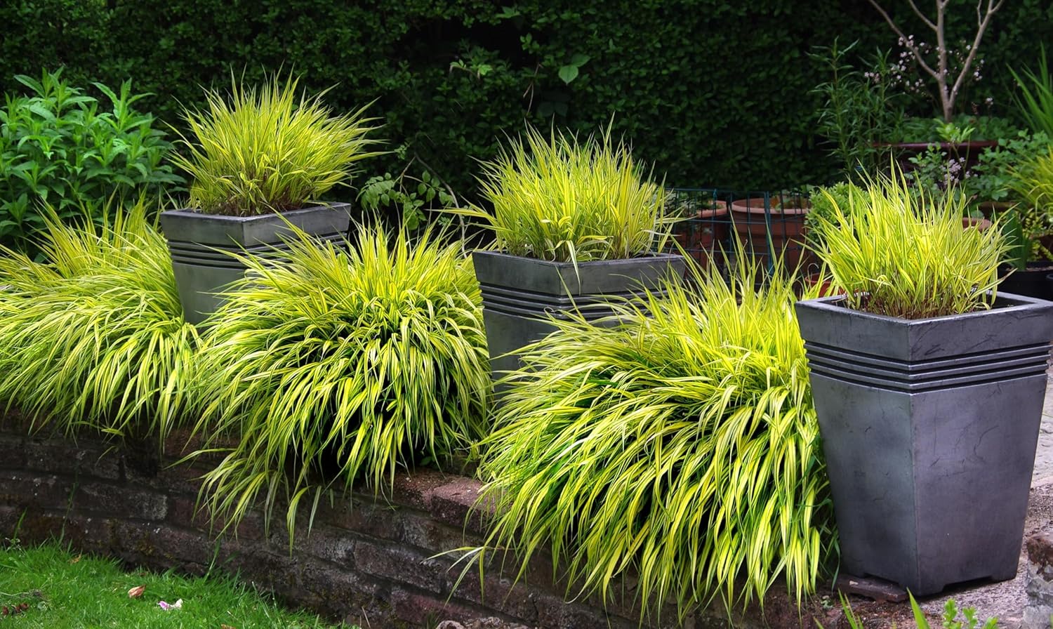 Hakonechloa macra 'Aureola' / Japanisches Gold Berggras - Stauden Gaenge