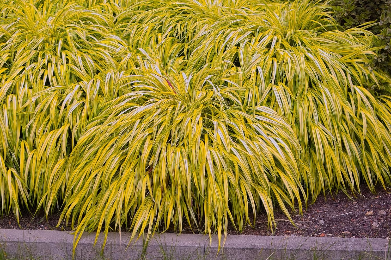 Hakonechloa macra 'Aureola' / Japanisches Gold Berggras - Stauden Gaenge