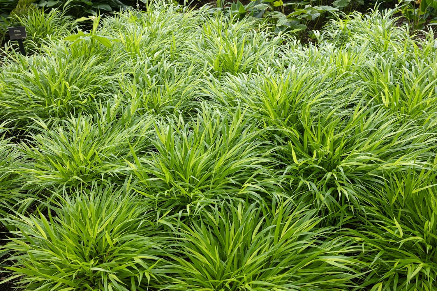 Hakonechloa macra 'Aureola' / Japanisches Gold Berggras - Stauden Gaenge