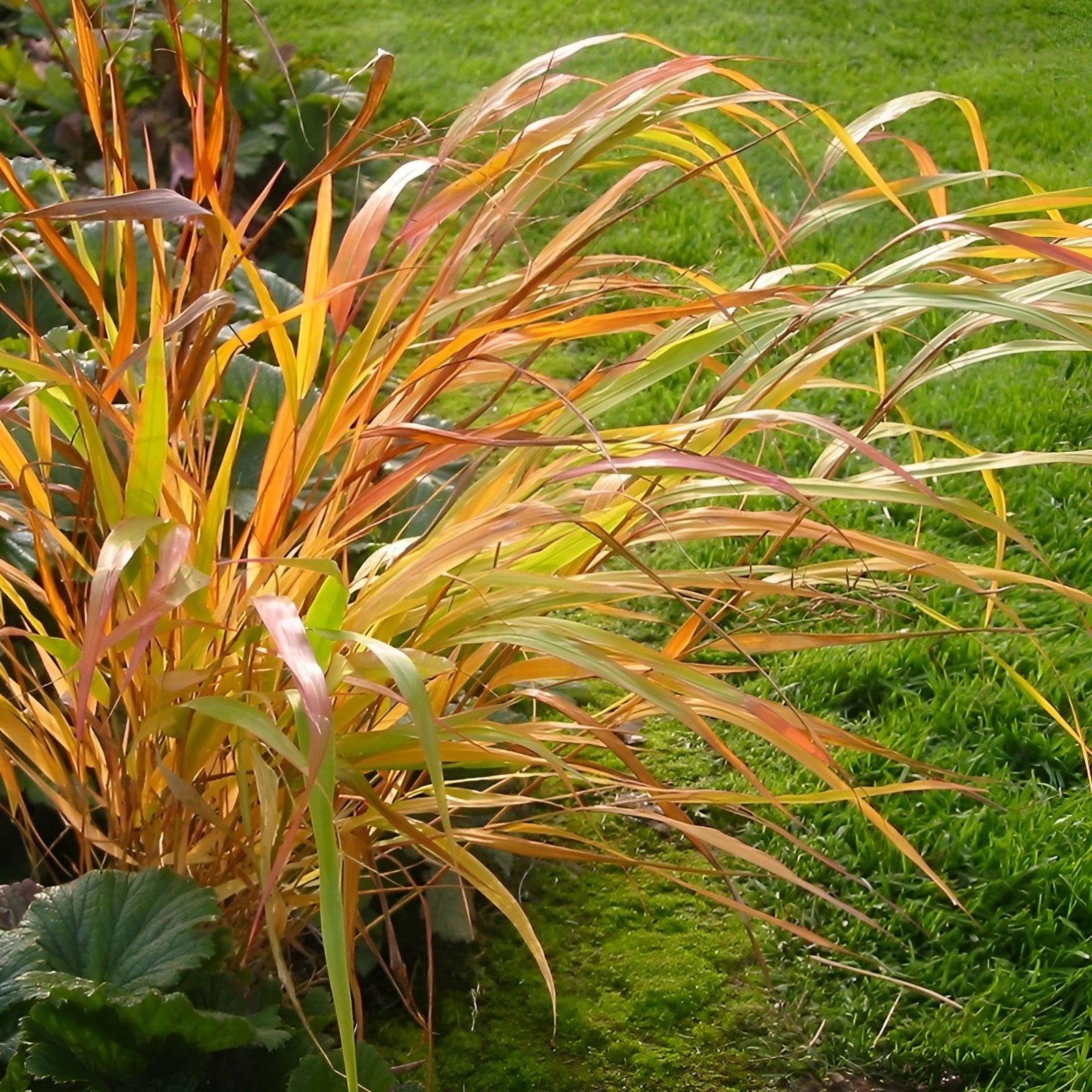Hakonechloa macra 'Nicolas' / Japanisches Berggras - Stauden Gaenge