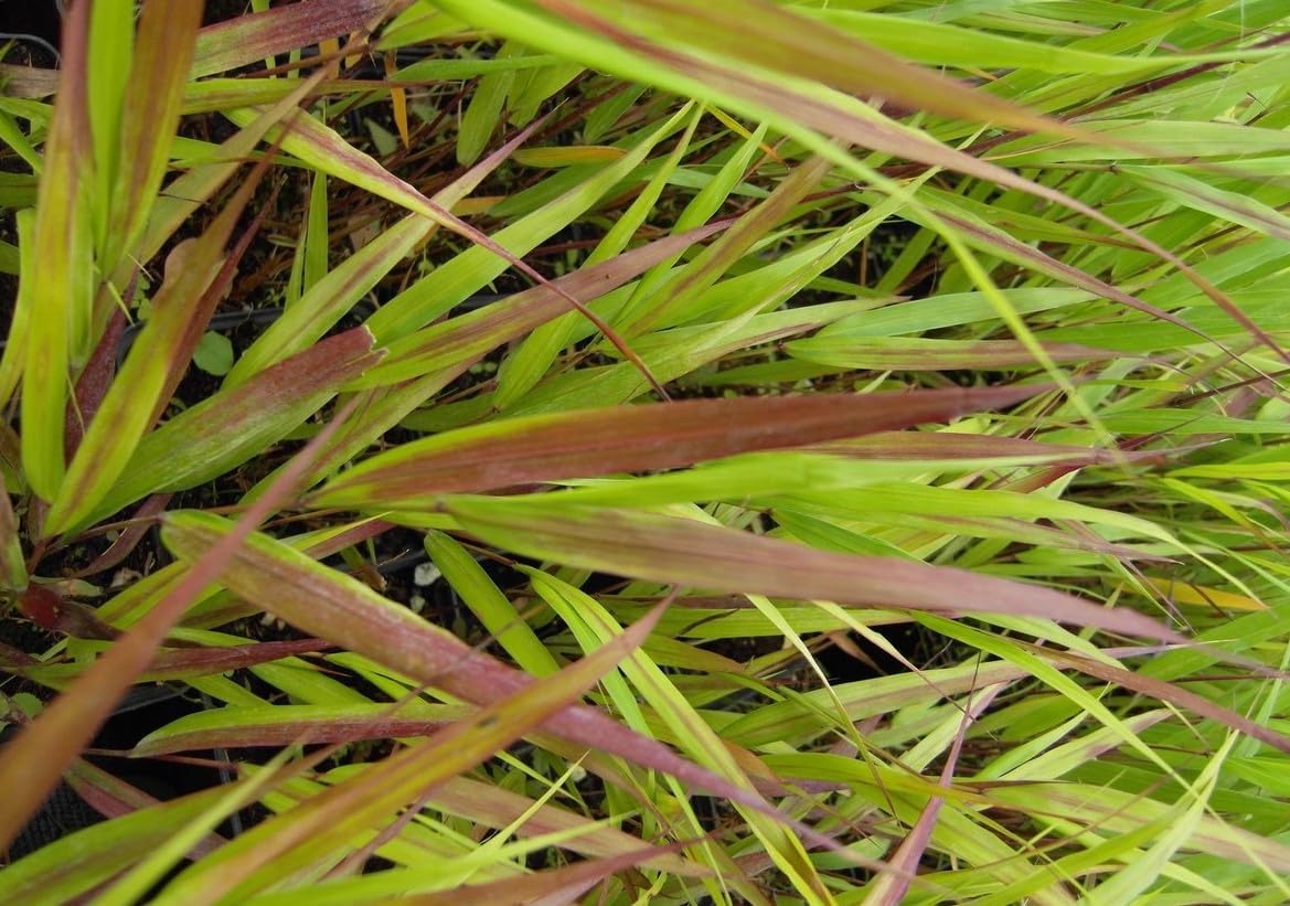 Hakonechloa macra 'Nicolas' / Japanisches Berggras - Stauden Gaenge