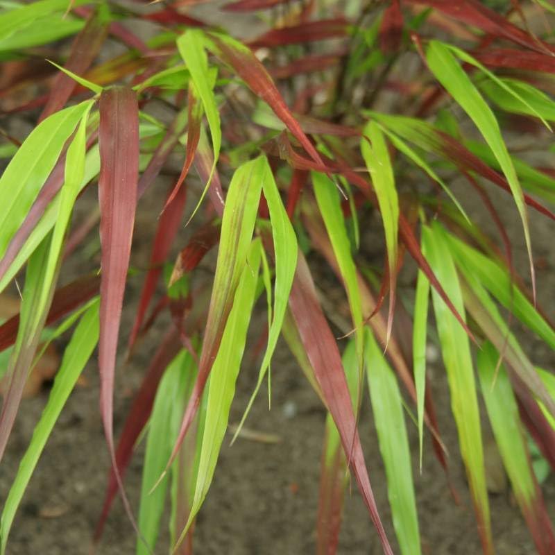 Hakonechloa macra 'Nicolas' / Japanisches Berggras - Stauden Gaenge