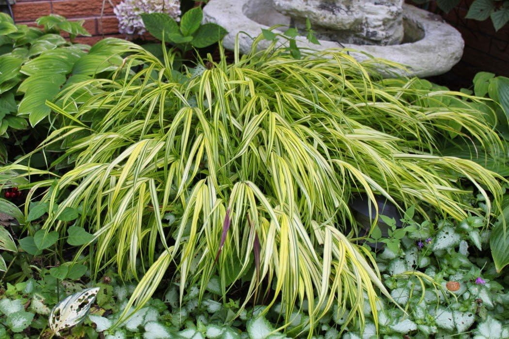 Hakonechloa macra 'Sunny Delight' / Japanisches Berggras - Stauden Gaenge