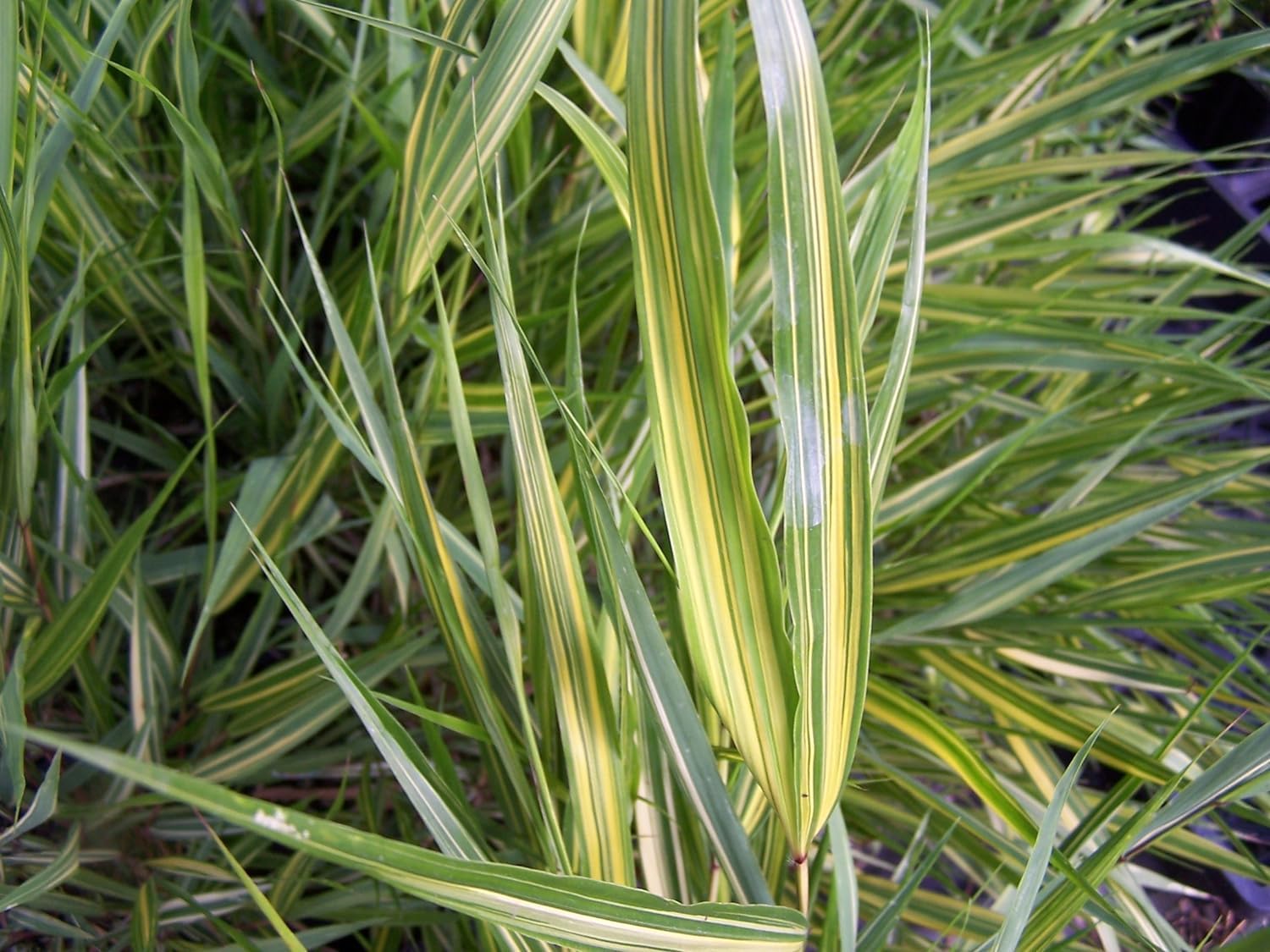 Hakonechloa macra 'Sunny Delight' / Japanisches Berggras - Stauden Gaenge