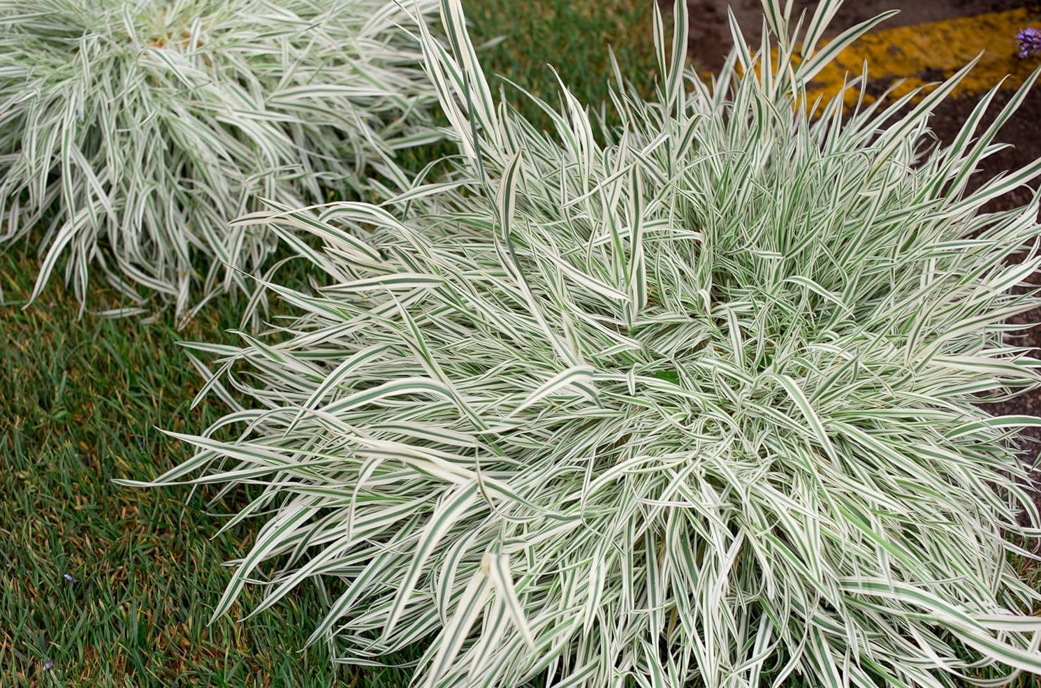 Holcus mollis 'Variegatus' / Weiches Honiggras - Stauden Gaenge