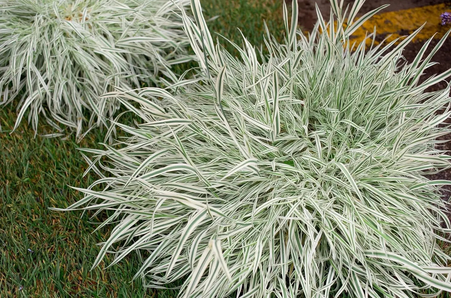 Holcus mollis 'Variegatus' / Weiches Honiggras