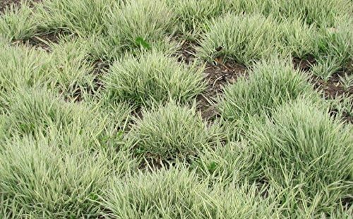 Holcus mollis 'Variegatus' / Weiches Honiggras - Stauden Gaenge