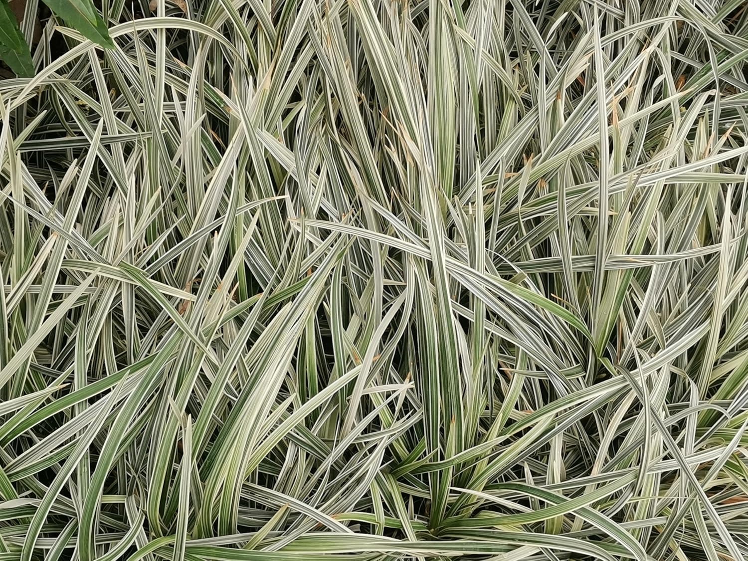 Holcus mollis 'Variegatus' / Weiches Honiggras - Stauden Gaenge