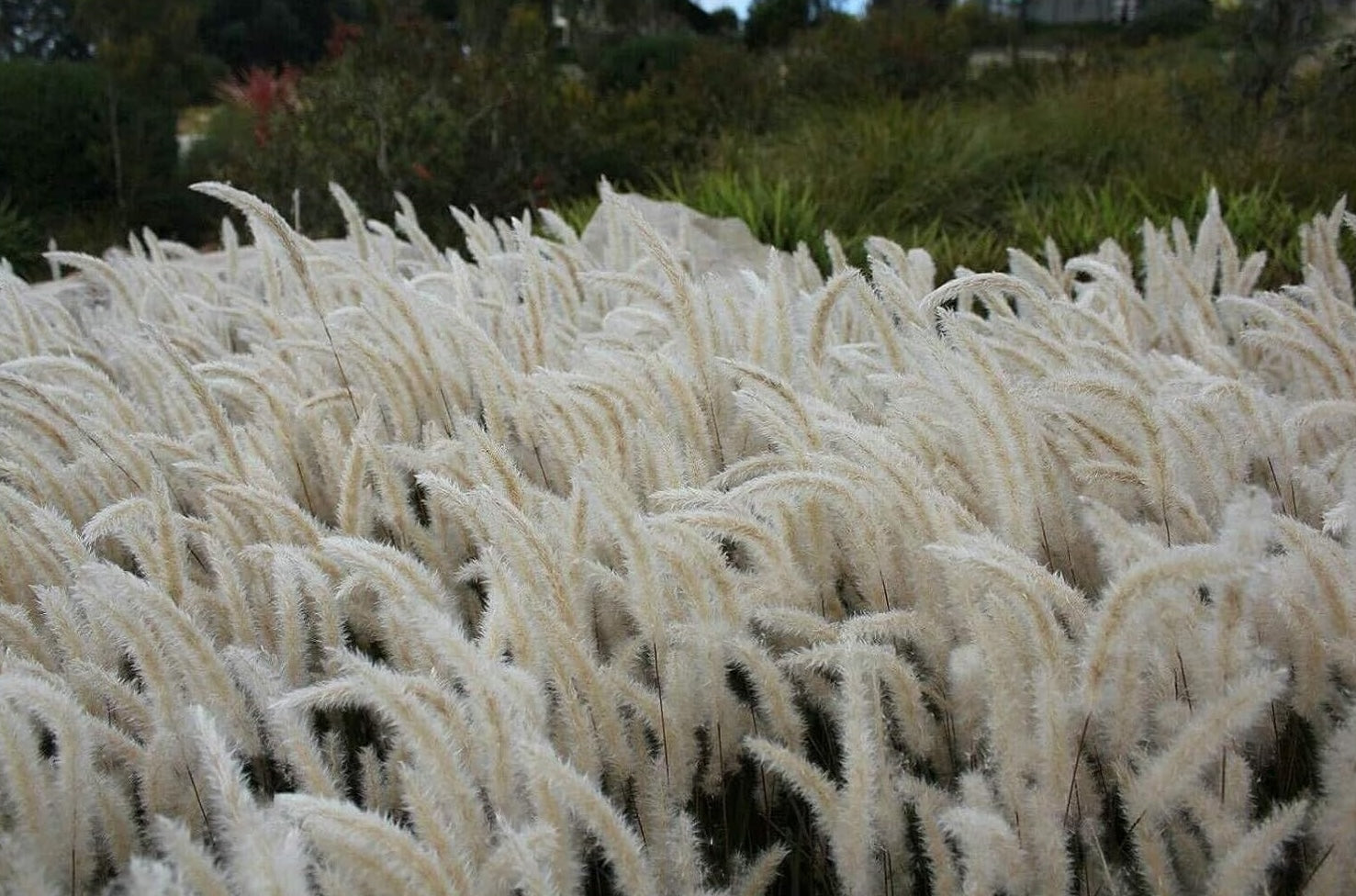 Imperata cylindica / Japanisches Silberhaargras - Stauden Gaenge