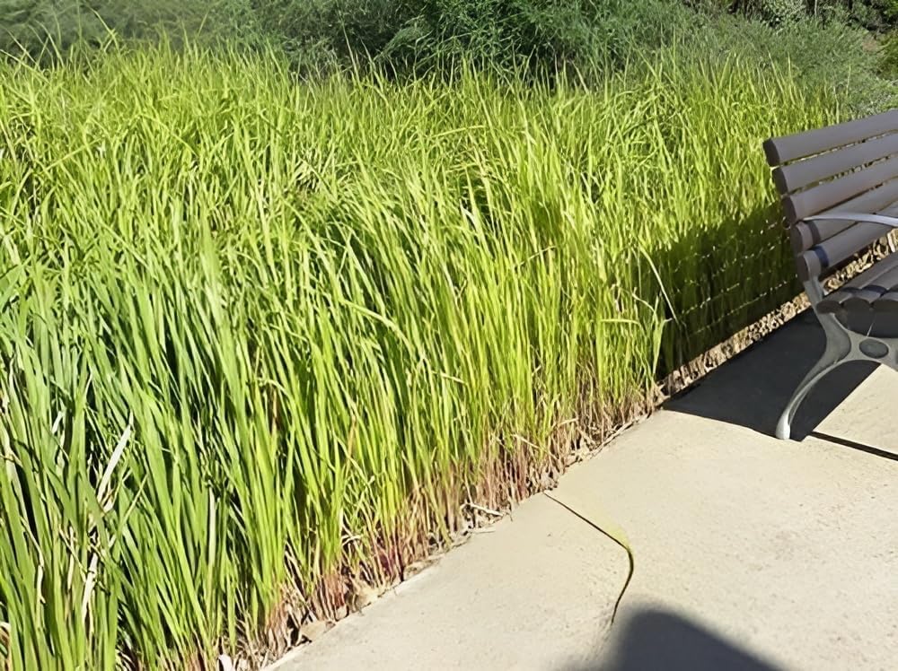 Imperata cylindica / Japanisches Silberhaargras - Stauden Gaenge