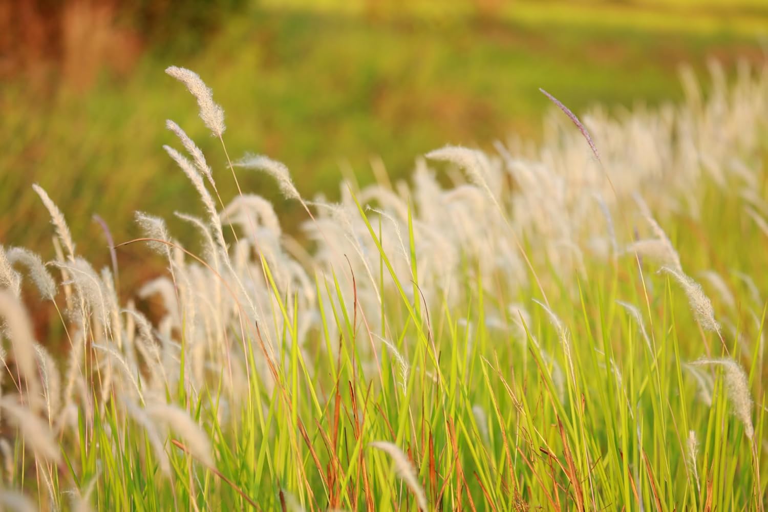 Imperata cylindica / Japanisches Silberhaargras - Stauden Gaenge