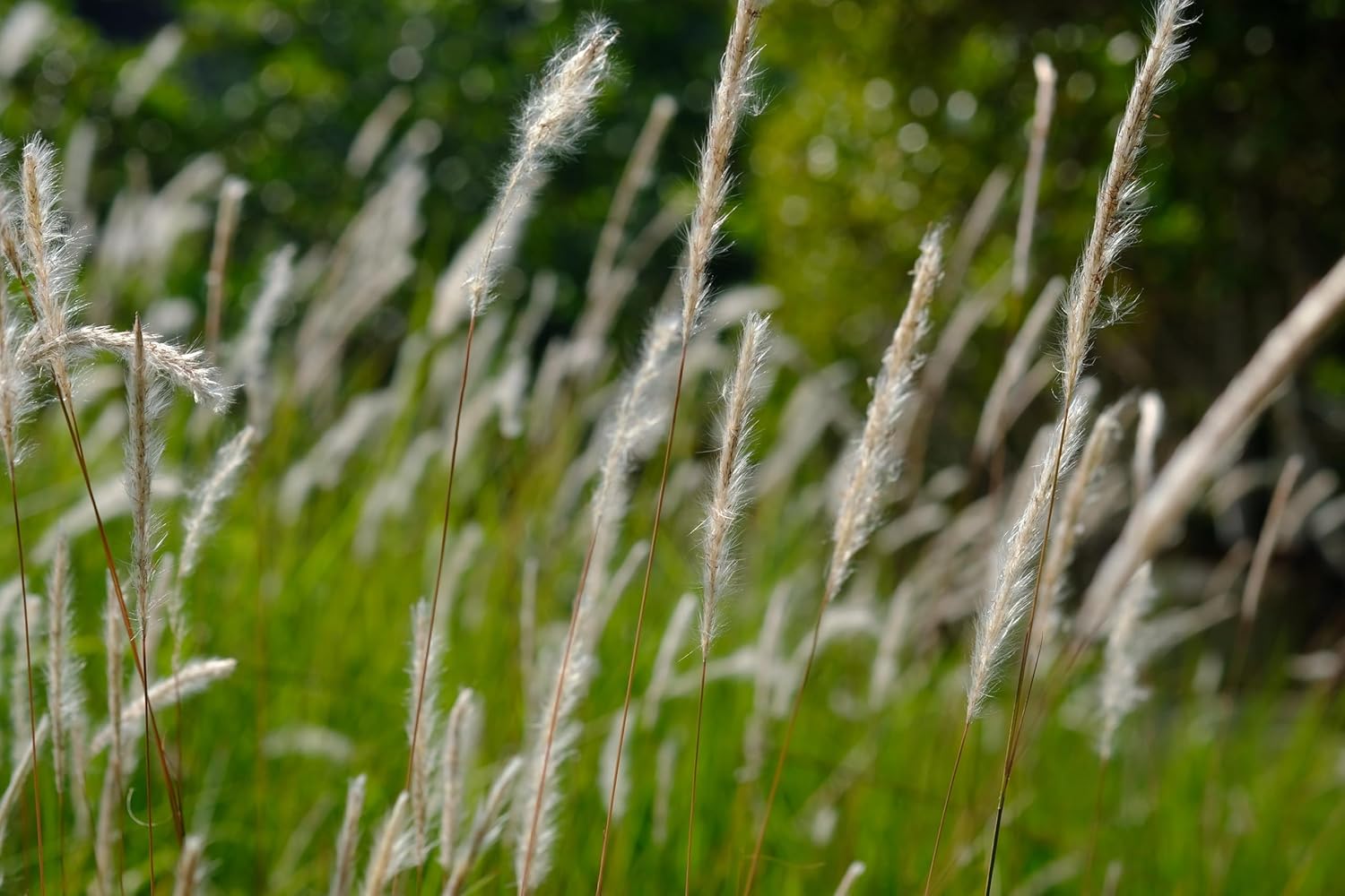 Imperata cylindica / Japanisches Silberhaargras - Stauden Gaenge