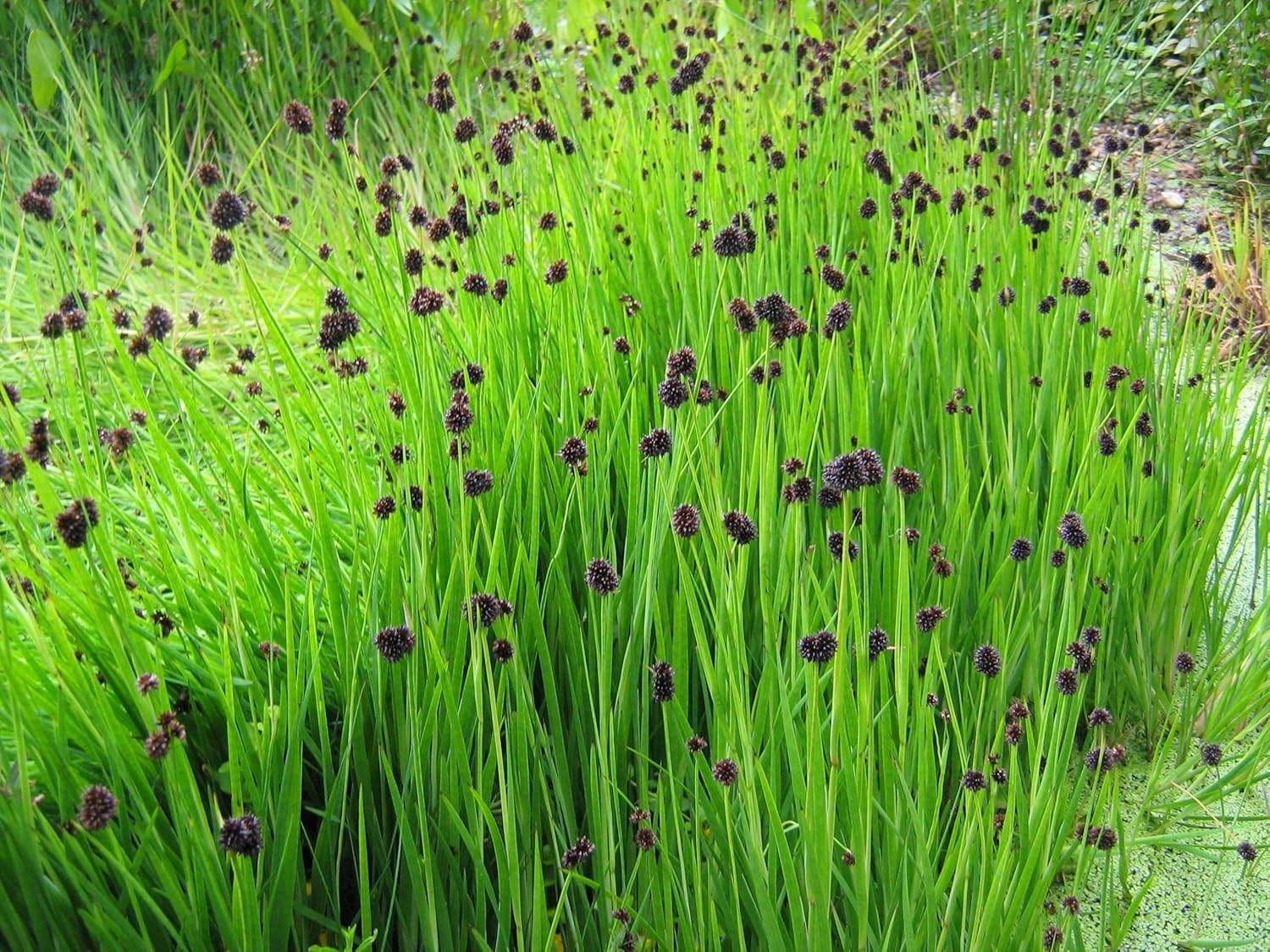 Juncus ensifolius / Zwerg Binse