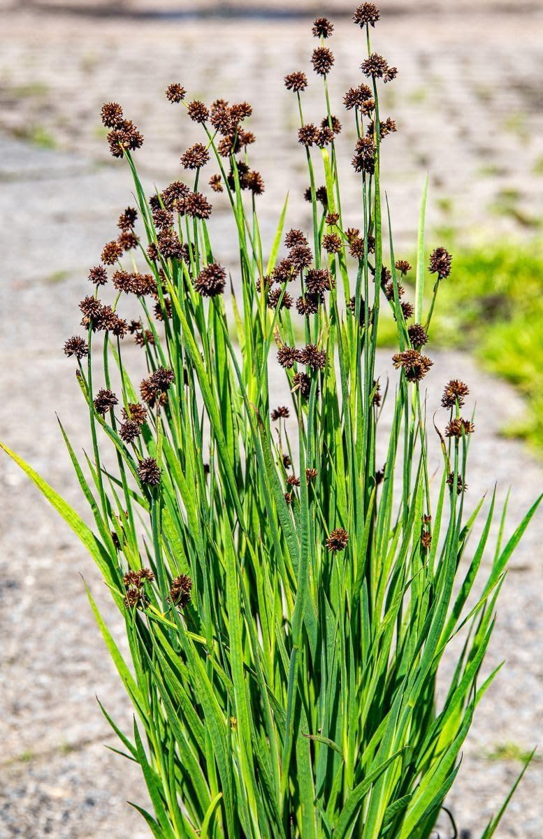 Juncus ensifolius / Zwerg Binse