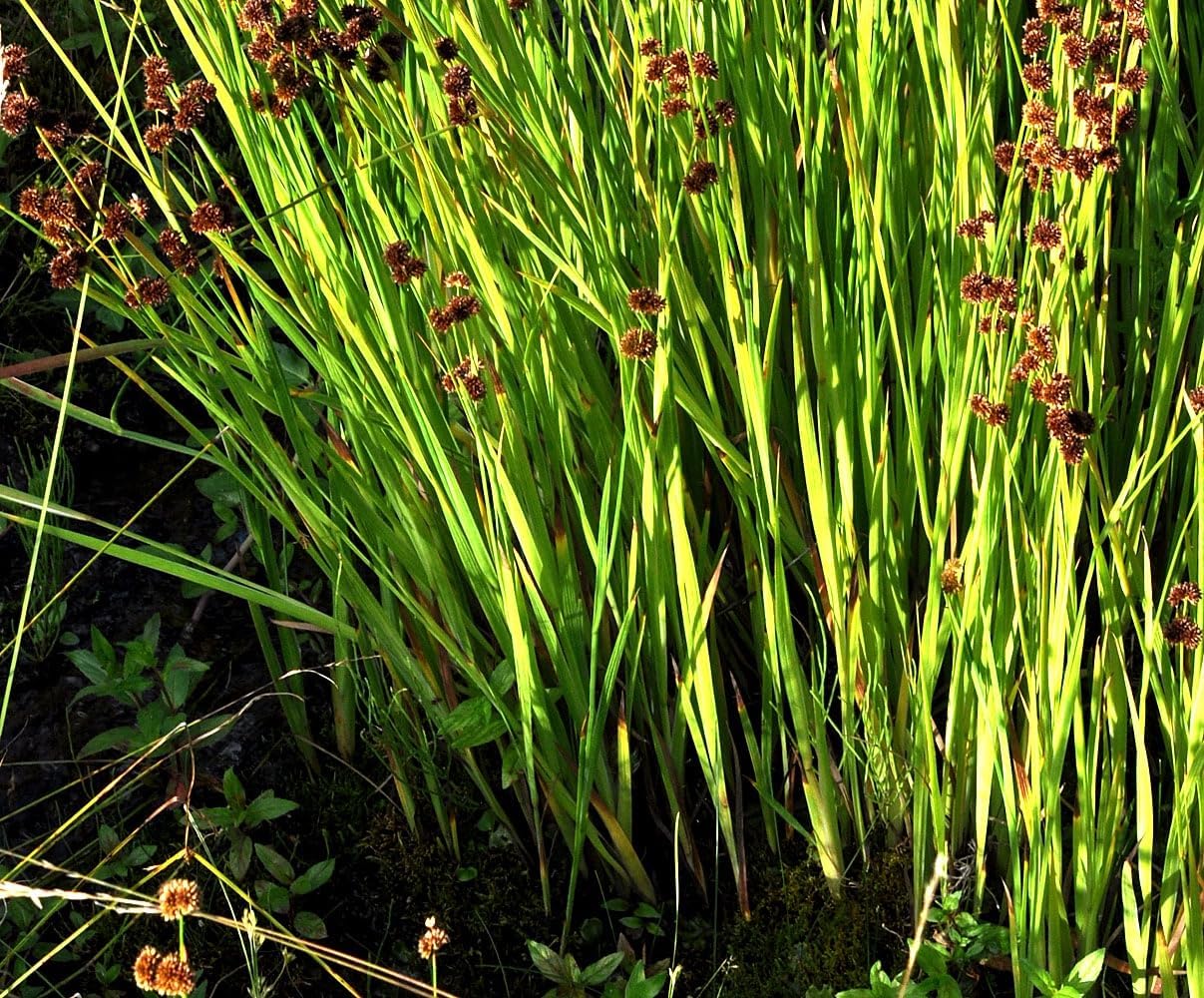 Juncus ensifolius / Zwerg Binse
