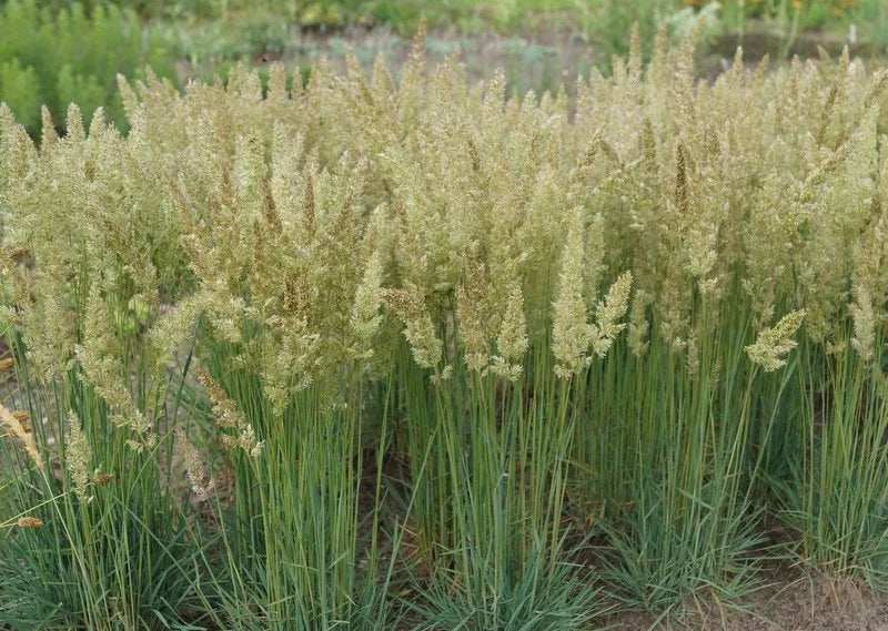 Koeleria glauca / Blaues Schillergras