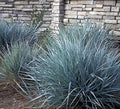 Blaues Ziergras Leymus arenarius 'Blue Dune' von Stauden Gänge, mit langen, schmalen Blättern und bläulichem Farbton.