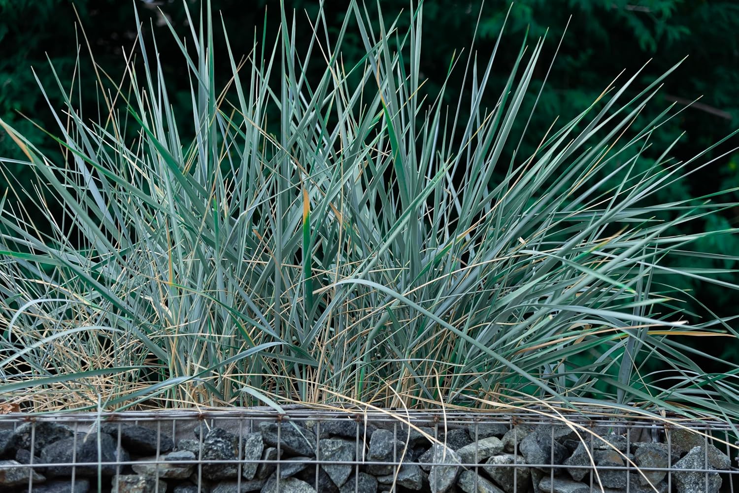 Leymus arenarius 'Blue Dune' / Blau Strandroggen - Stauden Gaenge