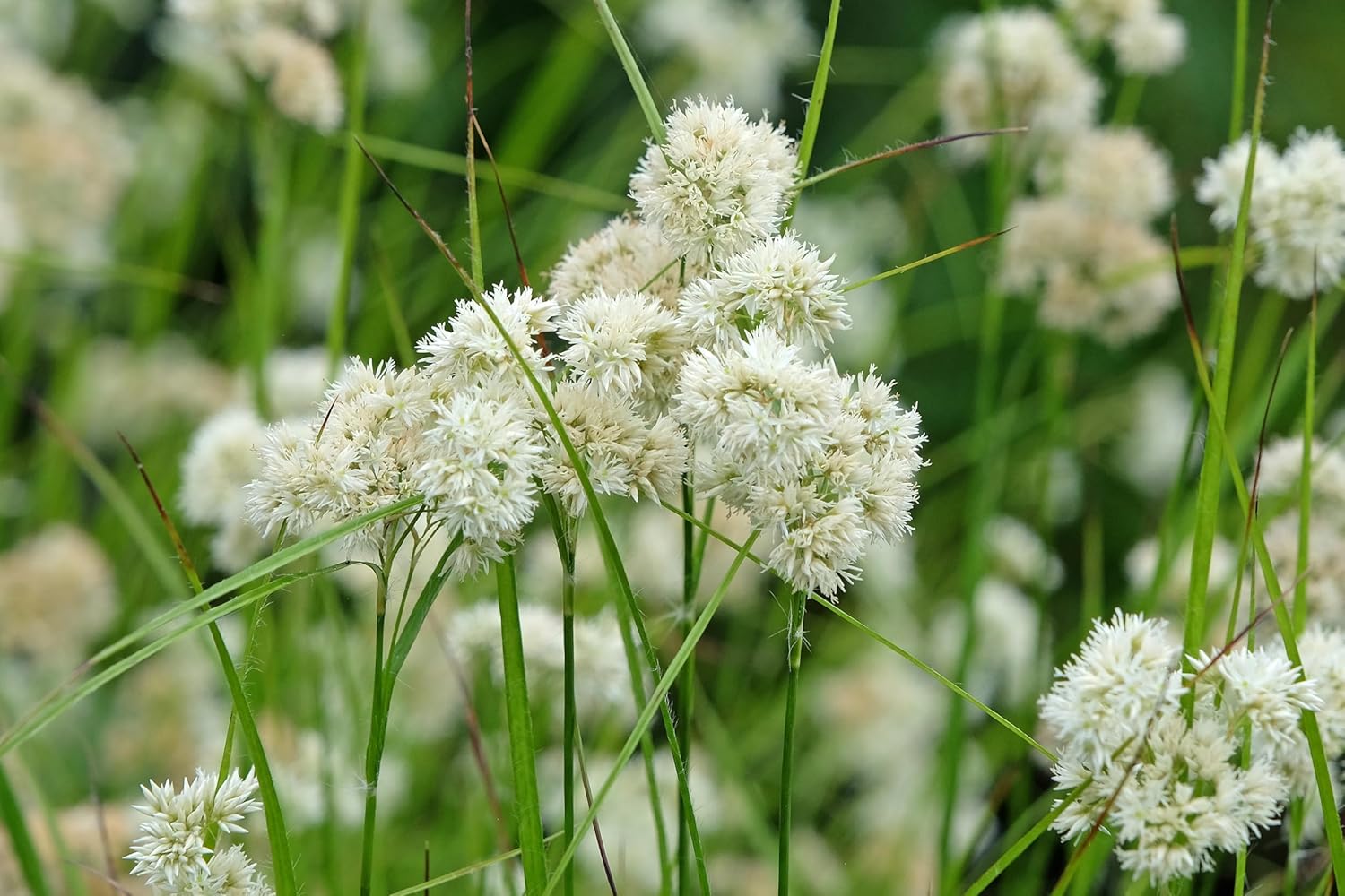 Luzula nivea / Schnee-Marbel - Stauden Gaenge