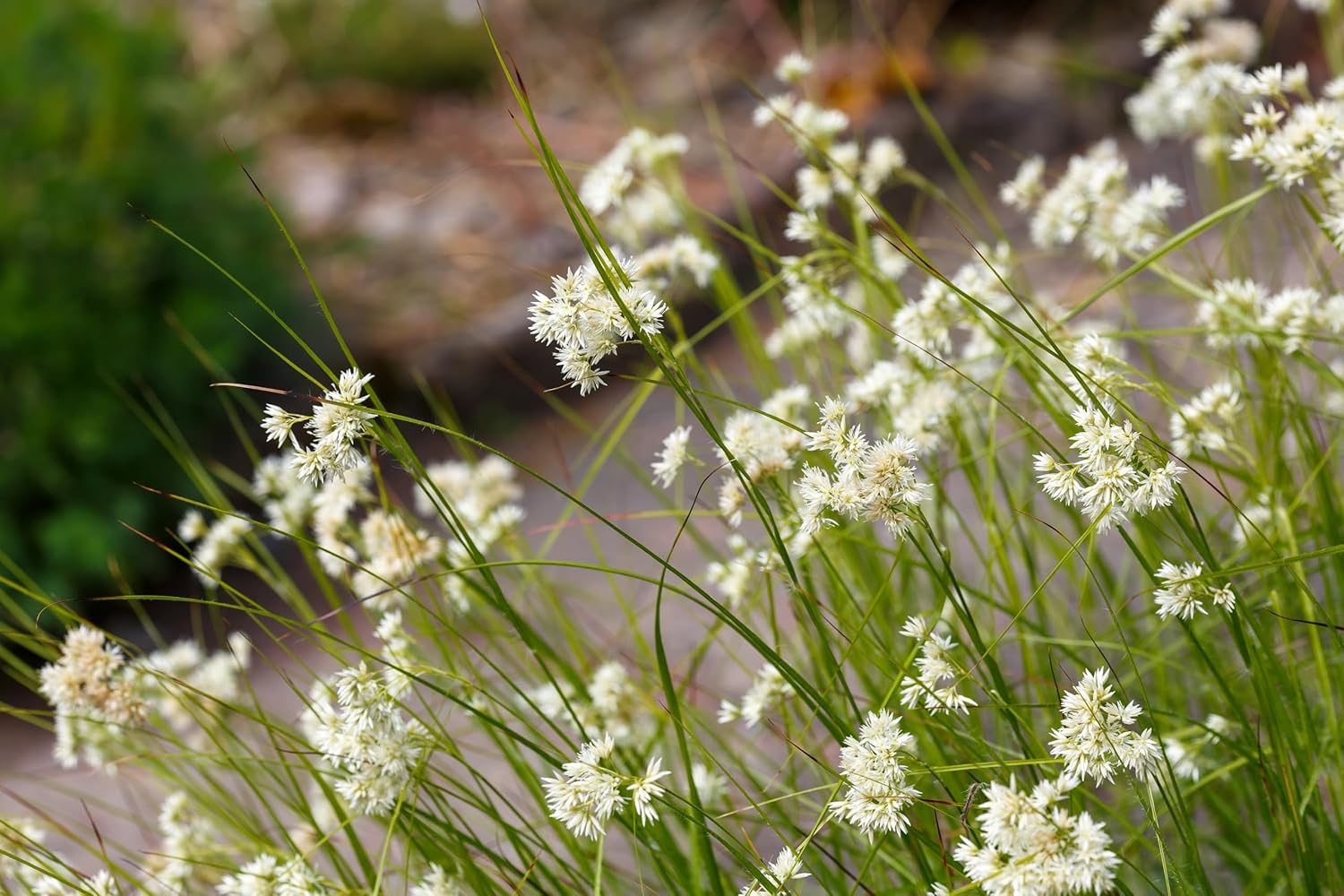 Luzula nivea / Schnee-Marbel - Stauden Gaenge