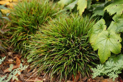 Ziergras Luzula pilosa 'Igel' mit behaarten Blättern, Stauden Gänge, Nahaufnahme des grünen Ziergrases