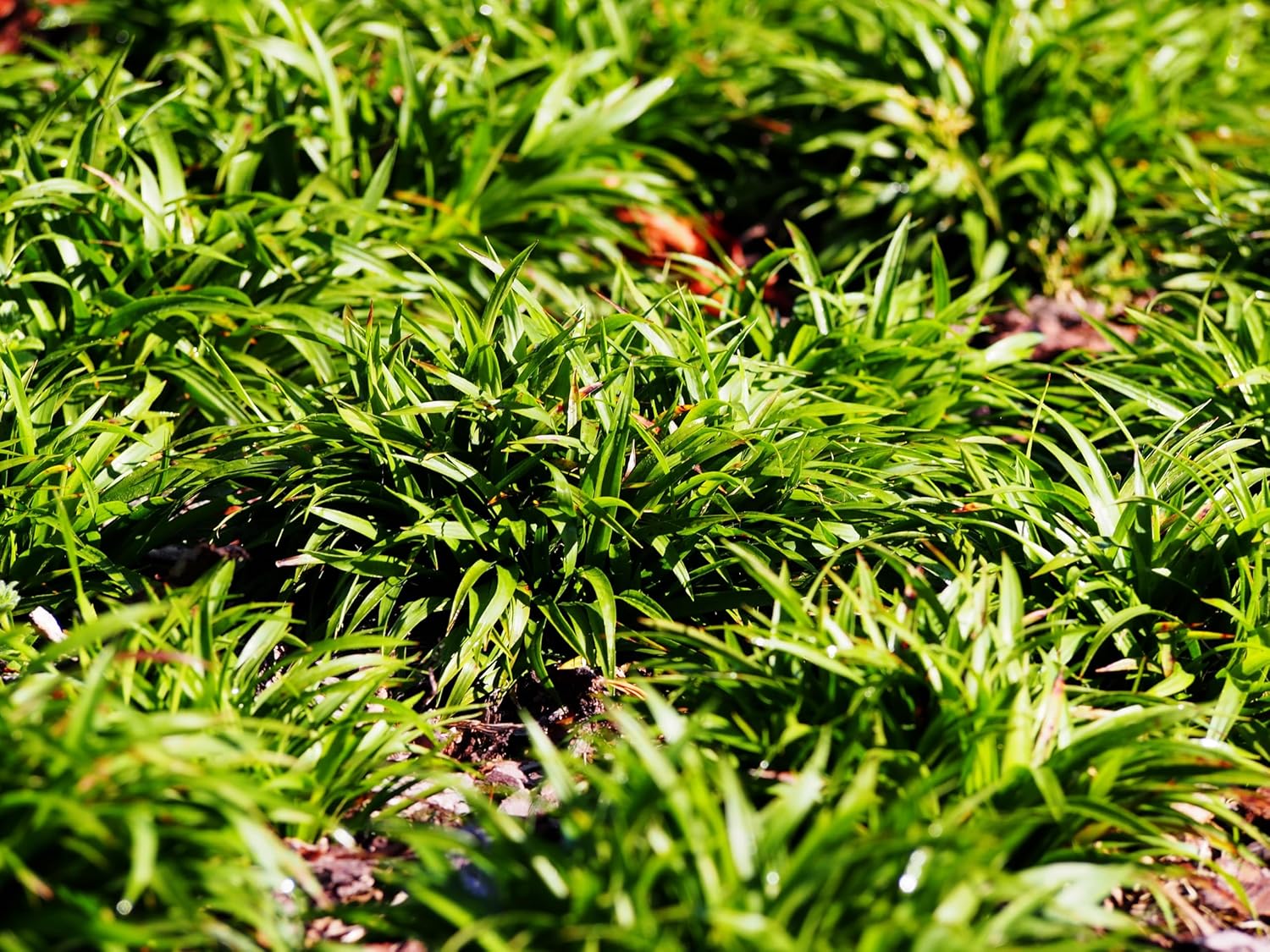 Luzula pilosa 'Igel' / Behaarte Hainsimse - Stauden Gaenge