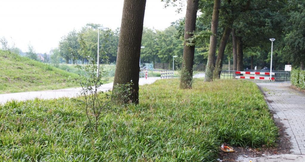 Luzula sylvatica / Wald-Marbel - Stauden Gaenge