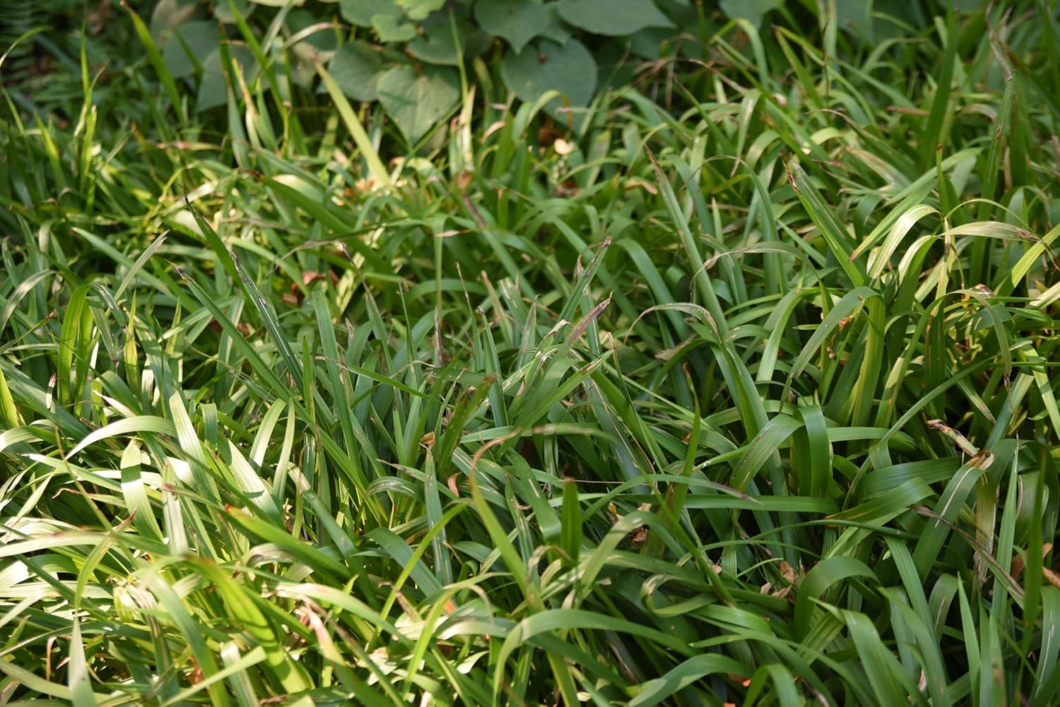 Luzula sylvatica / Wald-Marbel - Stauden Gaenge