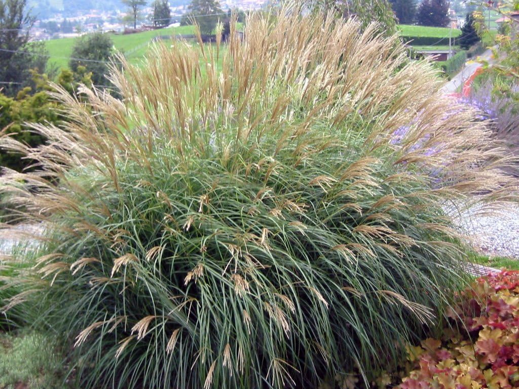 Miscanthus sinensis 'Adagio' / Zwerg-Chinaschilf