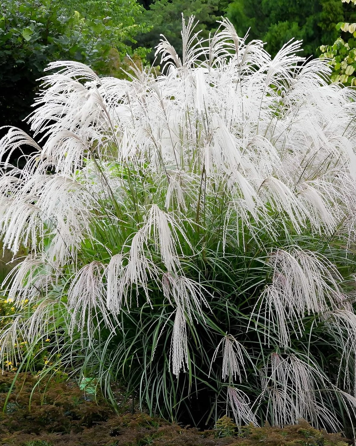 Miscanthus sinensis 'Champagner' / Weißes Chinaschilf