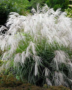 Miscanthus sinensis 'Champagner', weißes Chinaschilf, Ziergras mit silbrigen, schmalen Blättern, belaubtes, aufrechtes Wuchsmuster
