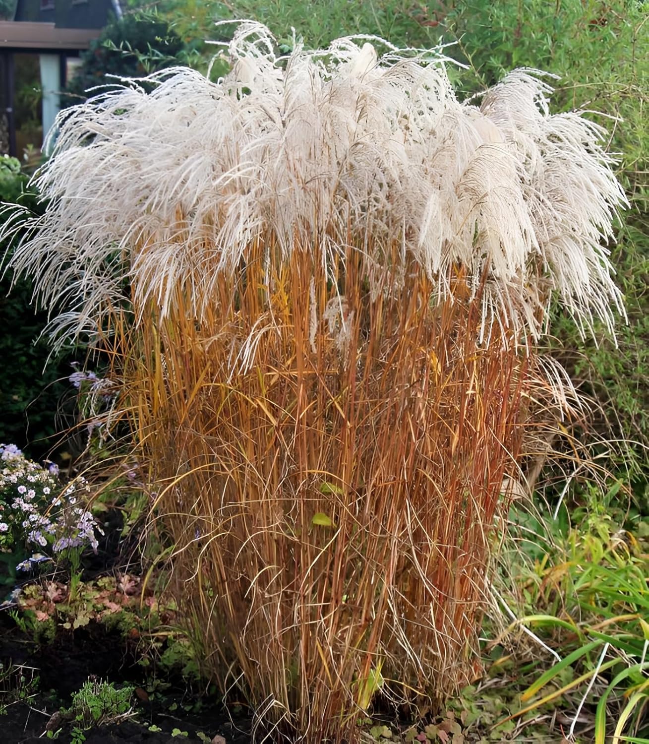 Miscanthus sinensis 'Champagner' / Weißes Chinaschilf