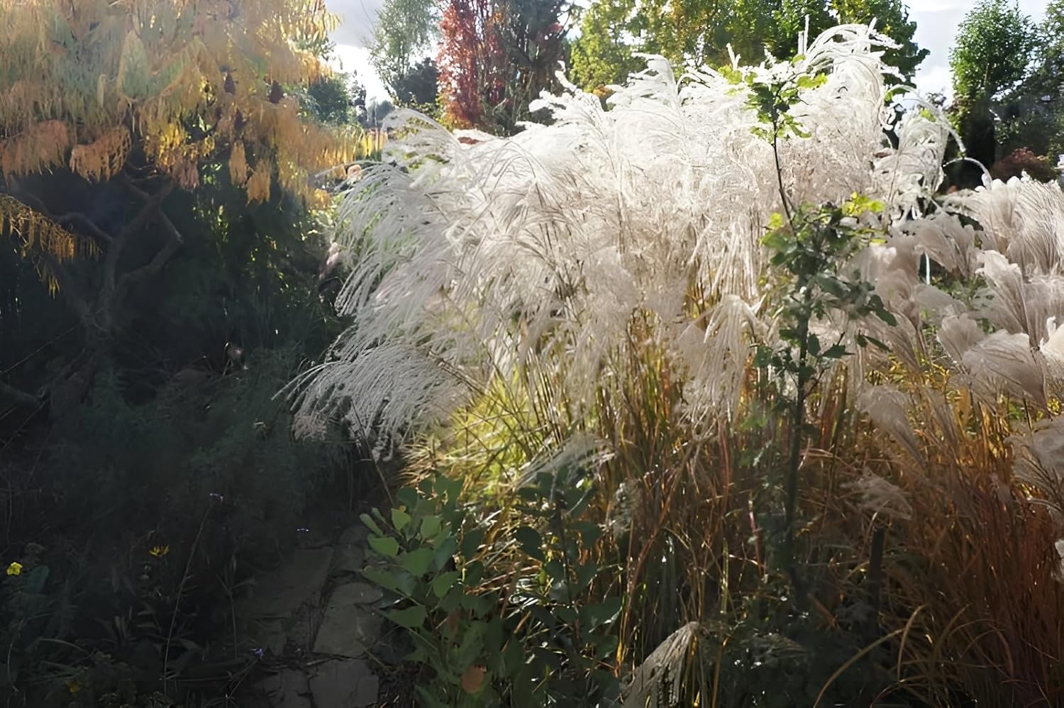 Miscanthus sinensis 'Champagner' / Weißes Chinaschilf