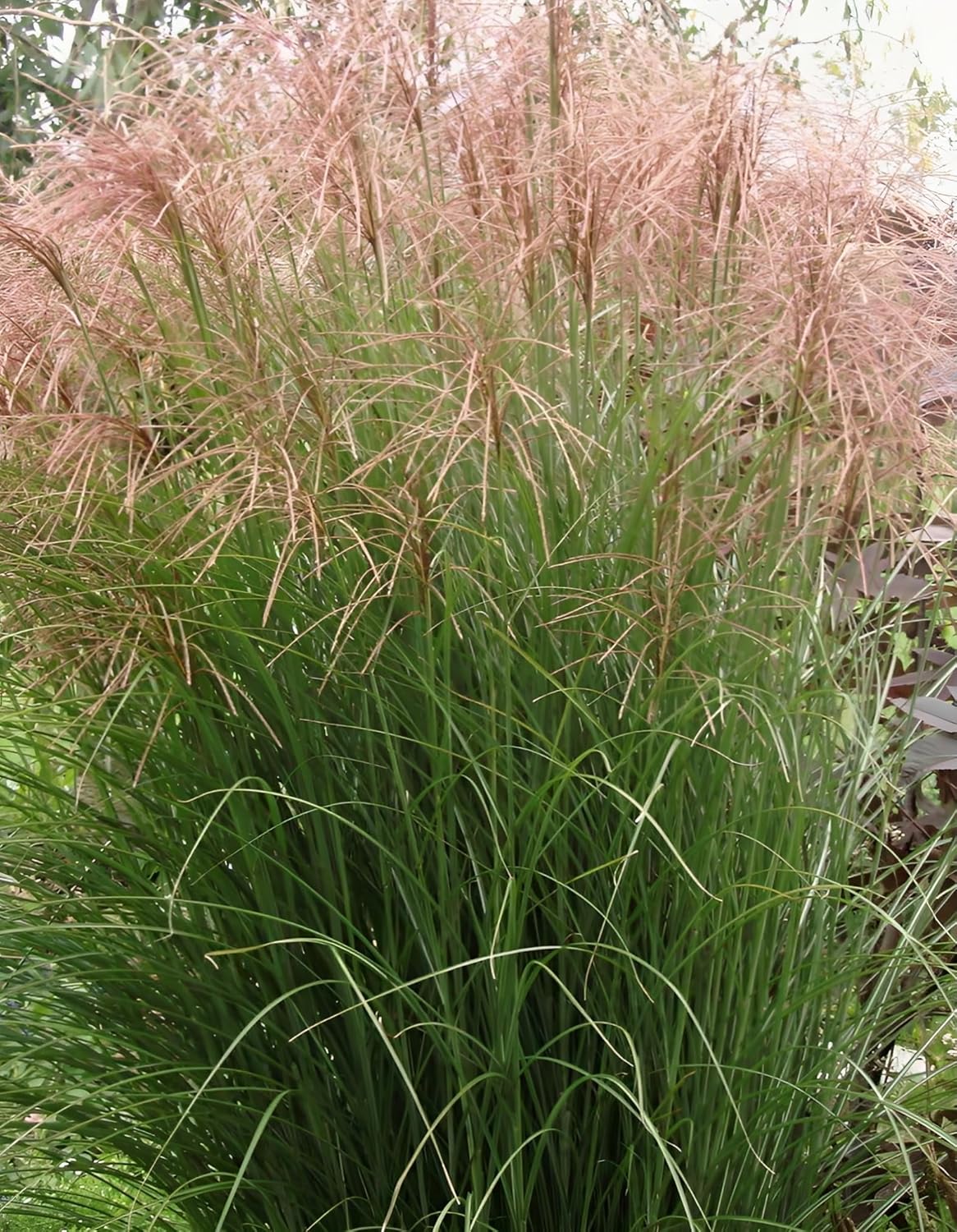 Miscanthus sinensis 'China' / Chinaschilf