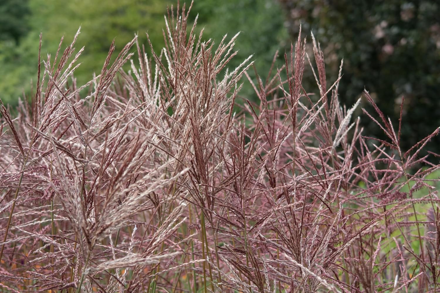Miscanthus sinensis 'China' / Chinaschilf
