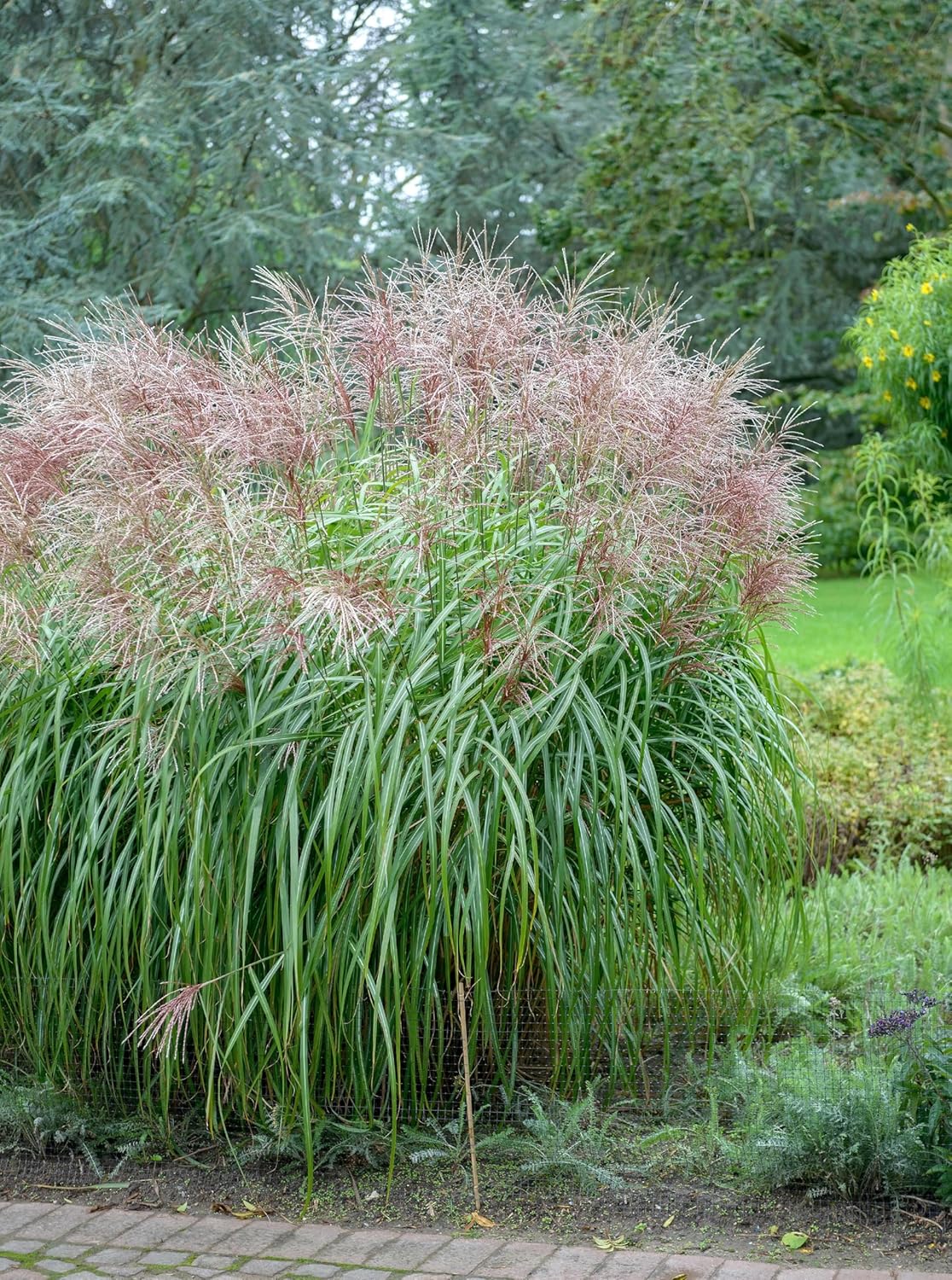 Miscanthus sinensis 'China' / Chinaschilf