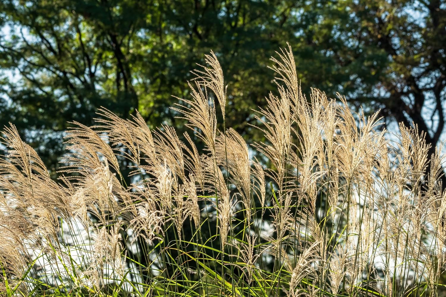 Miscanthus sinensis 'Condensatus' / Chinaschilf