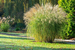 Ziergras Miscanthus sinensis 'Federweißer' mit silbrigen, schmalen Blättern, Stauden Gänge, im Gartenbereich.