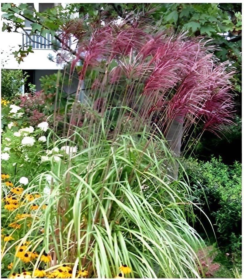 Miscanthus sinensis 'Ferner Osten' / Rotes Chinaschilf