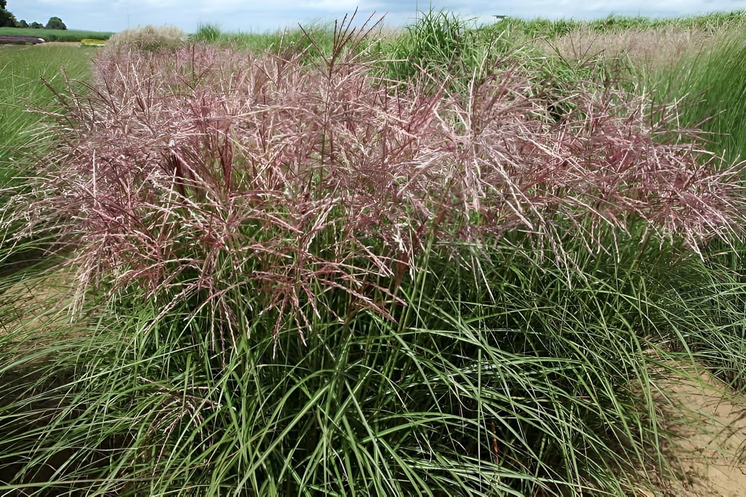 Miscanthus sinensis 'Ferner Osten' / Rotes Chinaschilf