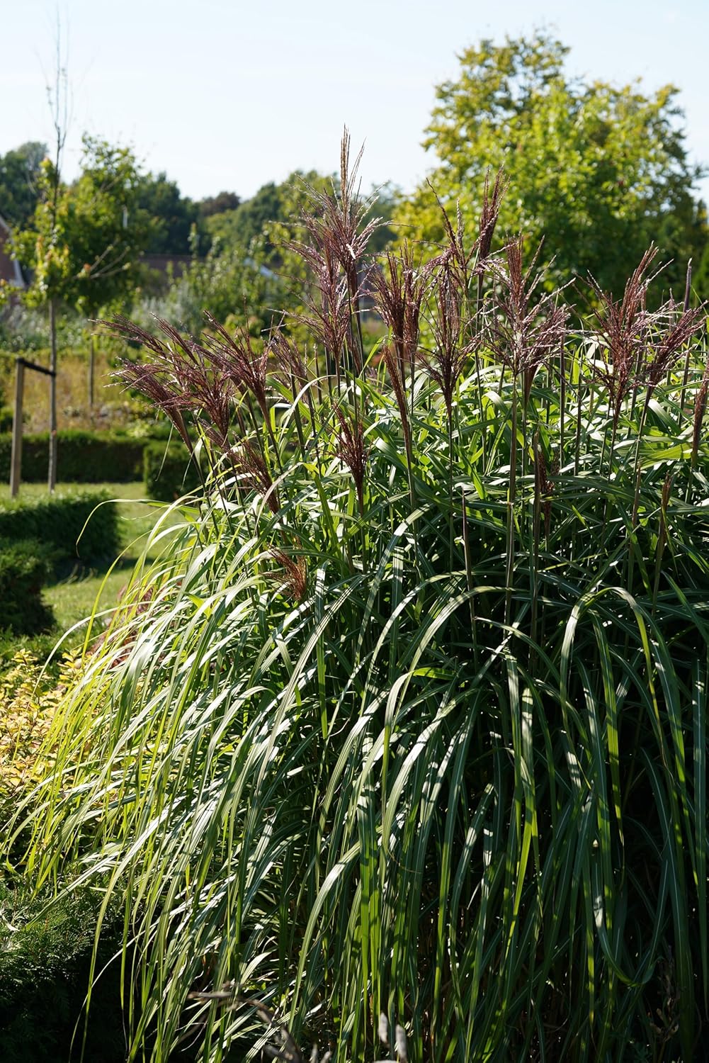 Miscanthus sinensis 'Ferner Osten' / Rotes Chinaschilf