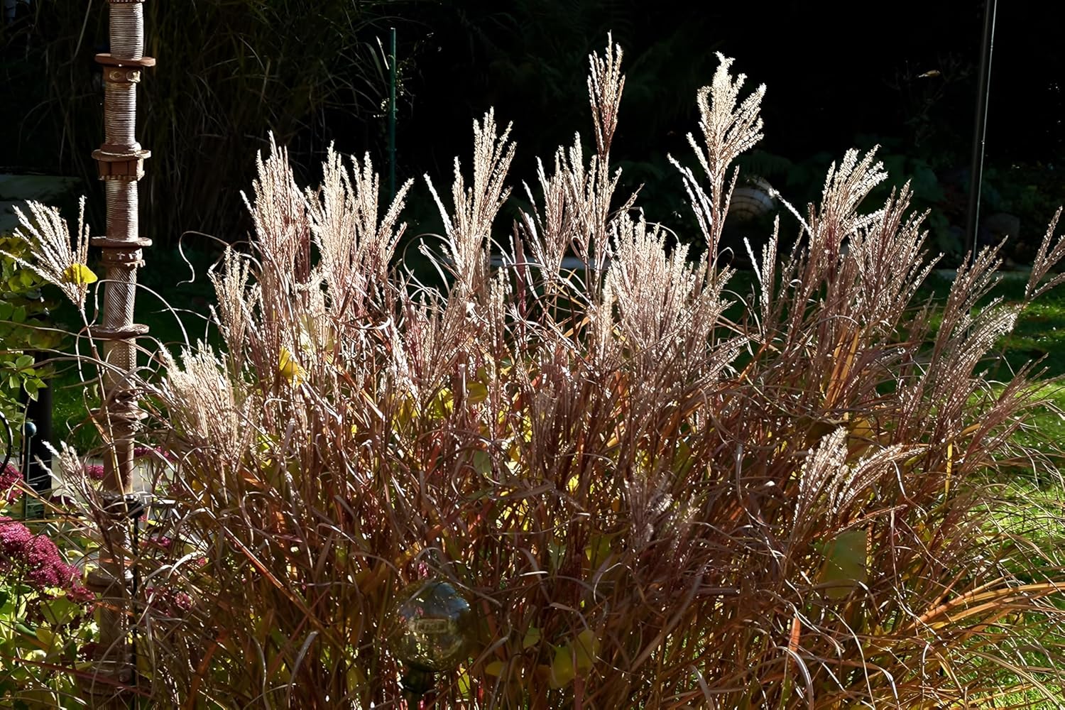 Miscanthus sinensis 'Ferner Osten' / Rotes Chinaschilf