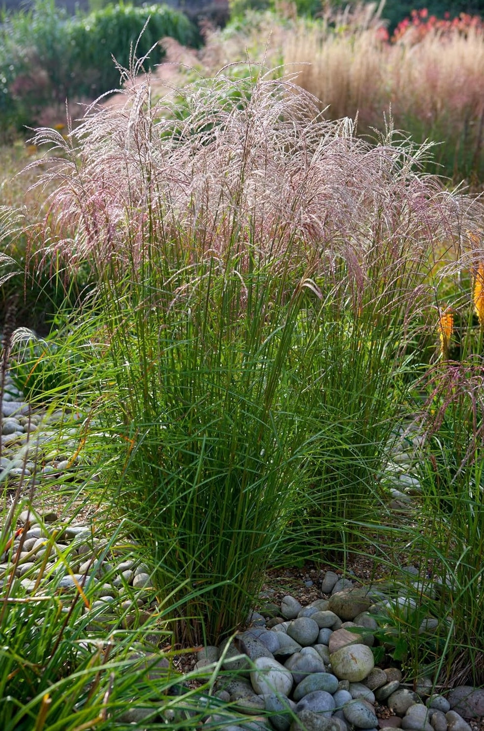 Miscanthus sinensis 'Flamingo' / Chinaschilf