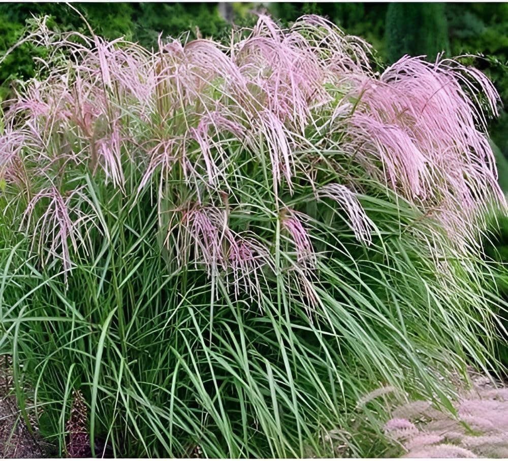 Miscanthus sinensis 'Flamingo' / Chinaschilf