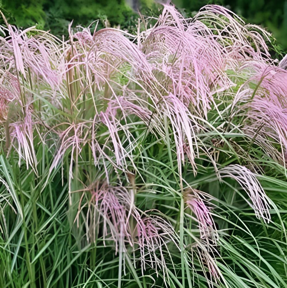 Miscanthus sinensis 'Flamingo' / Chinaschilf