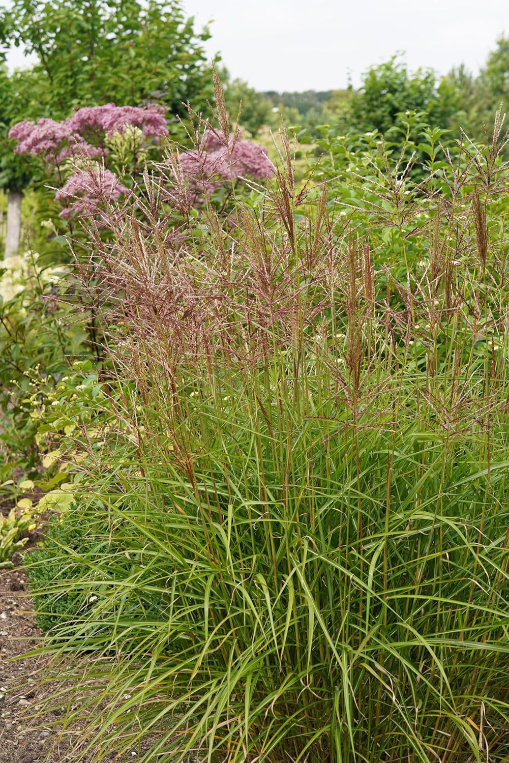 Miscanthus sinensis 'Flamingo' / Chinaschilf