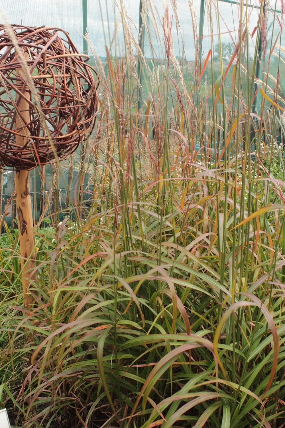 Miscanthus sinensis 'Ghana' / Chinaschilf