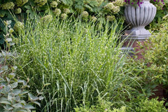 Ziergras Miscanthus sinensis 'Giraffe' / Zebra Chinaschilf, Stauden Gänge, mit hohem, gestreiftem Laub und eleganten Halmen